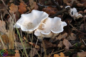 Clitocybe phyllophila (2)